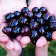 Саженец вишня Шоколадница в контейнере